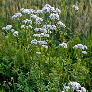 Valeriaanzaden ook bekend als Valeriana officinalis 200 + zaden GRATIS VERZENDING