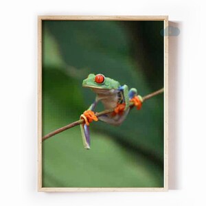 Red-Eyed Tree Frog in Costa Rica - Digital Download