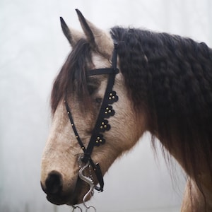 Op de afbeelding: Een close-up van een lichtbruin paard met een zwart lederen hoofdstel en bit. Het paard heeft een lange, zwarte manen en staart. De achtergrond is wazig en onscherp.