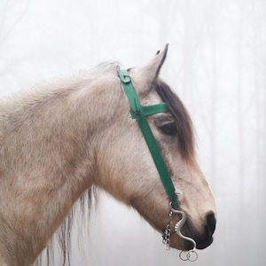 Puede incluir: Un caballo marrón claro con una cabezada verde y una boquilla de plata. El caballo está de pie en un bosque brumoso.