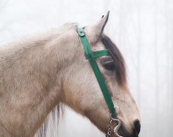 May include: A light brown horse wearing a green halter and a silver bit. The horse is standing in a misty woodland.