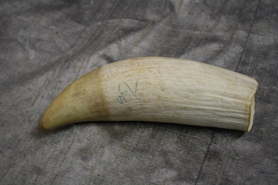 1956 Sperm Whale Tooth Scrimshaw Blank Etsy