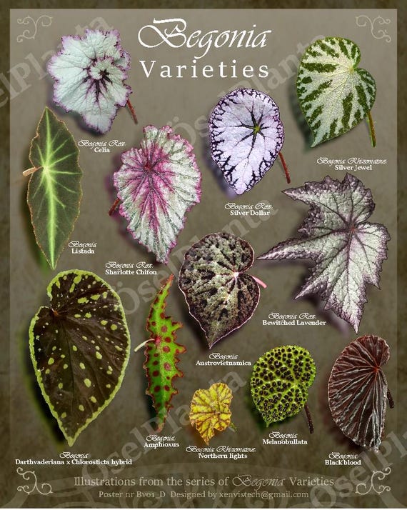 Art Print Begonia Varieties: Dark Botanical Poster (digital