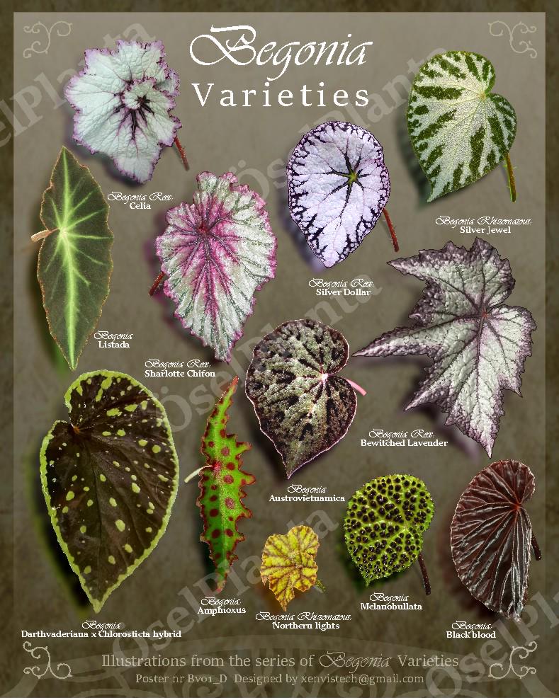Art Print Begonia Varieties: Dark Botanical Poster (digital