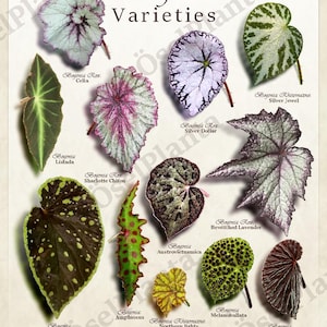 Op de afbeelding: Een kaart met verschillende Begonia-variëteiten met illustraties van de bladeren. De kaart bevat de namen van elke variëteit, zoals 'Celia', 'Listada', 'Silver Dollar', 'Bewitched Lavender', 'Black Blood' en 'Northern Lights'.