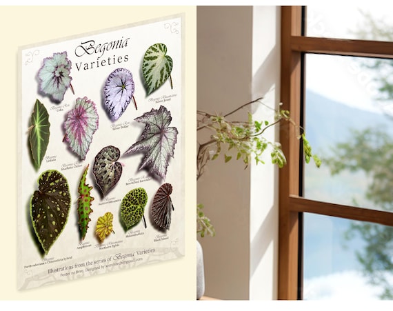 ベゴニアの品種に関する美術イラスト：植物画（デジタルダウンロード