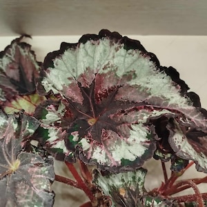 Begonia rex une espèce rare DS-Nascence of Fire