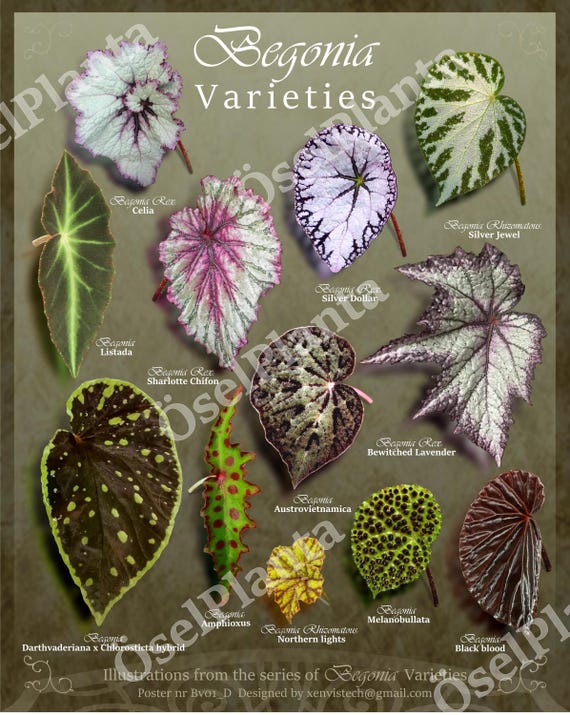 Art Illustration Begonia Varieties: Dark Botanical Poster (digital