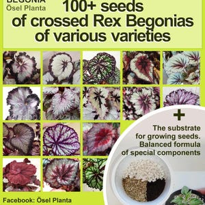 GRAINES rares Begonia rex 100+