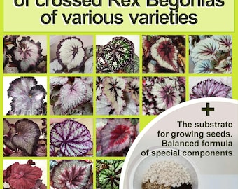 NASIONA rzadkiej Begonia rex 100+