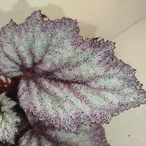 Begonia rex une espèce rare DS-Babbler Bird