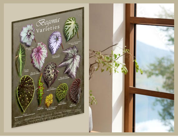 Bugonia Poster 30x40 Cm - Hochwertiger Kunstdruck Auf Glossy-Papier