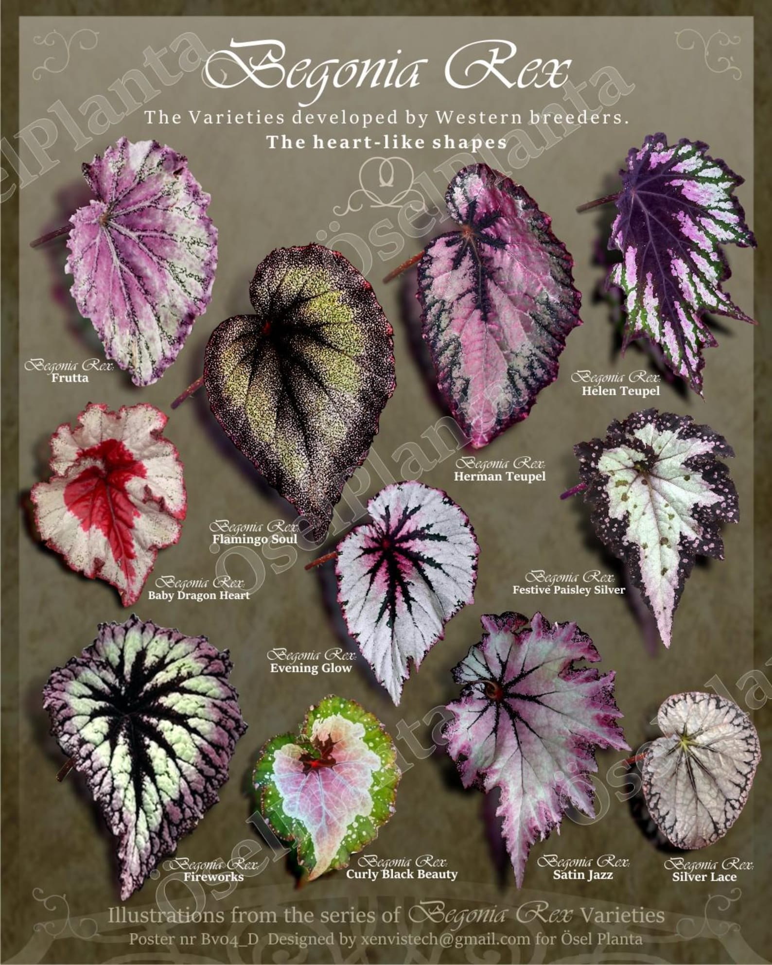Art Illustration Begonia Rex Varieties: Botanical Illustration. Heart