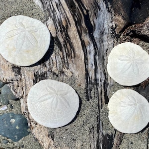 Peut inclure: Quatre oursins plats blanchâtres avec des motifs en forme d'étoile sont disposés sur un morceau de bois flotté. Les oursins sont circulaires et ont une surface texturée. Le bois flotté est vieilli, avec des tons bruns foncés et beiges, reposant sur du sable et des cailloux.