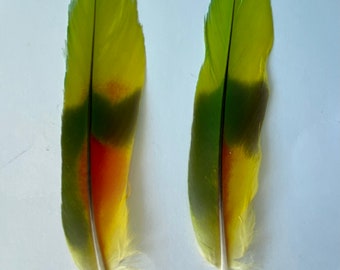 Macaw Parrot Feathers