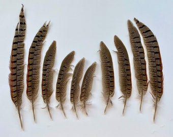 Natural Pheasant Feathers