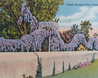 Vintage 1940s Linen Postcard of "Purple Bougainvillea Vines" in Florida- Beautiful Colorful Image Condition!
