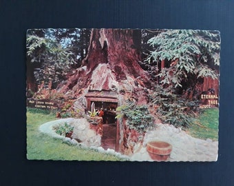 Unused Vintage 1970s Large Glossy Postcard w/Scalloped Edging of "The Eternal Tree House" Redcrest, California Excellent Condition!