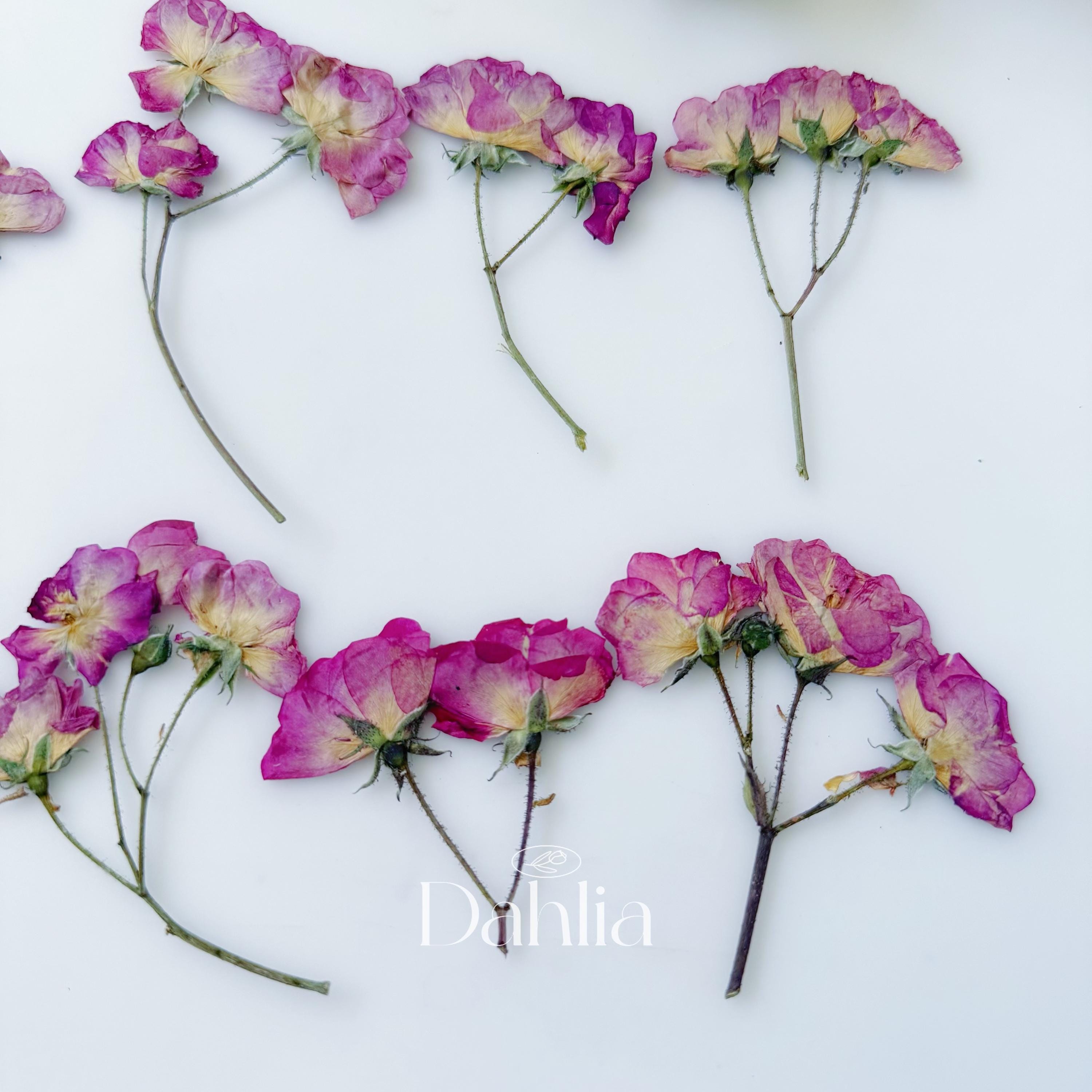 Pressed Mini Rose Flowers With Stems: Resin Art, Scrapbooking (12pcs ...