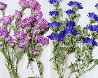 Flores de crisântemo prensadas com hastes: enchimento de resina, scrapbooking (12 unidades)