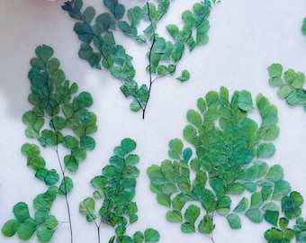 Geperste gedroogde venushaarvarenbladeren: Groene geperste botanische materialen, DIY-knutselwerk (12 stuks)