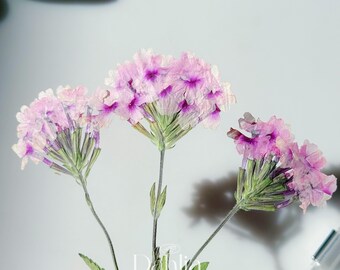 Flores de verbena roxa prensadas: artesanato, arte em resina, scrapbooking (12 peças)