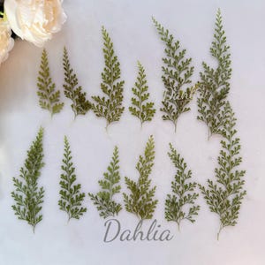 May include: A collection of ten pressed fern sprigs, arranged in two rows on a white surface. The ferns are a light green color and have delicate, feathery fronds. The word "Dahlia" is written in black lettering at the bottom of the image.