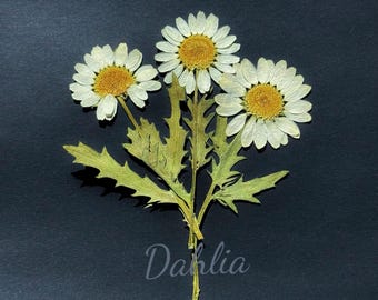 本物のドライ押し花 カラフルなデイジー 98 個 - Etsy 日本