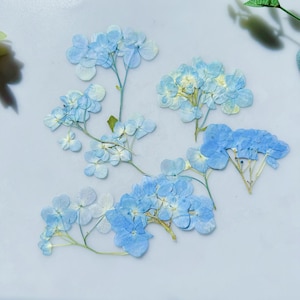 Pressed Blue Hydrangeas Flowers: Dried Flowers for Resin Art, Scrapbooking (12pcs)