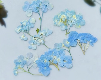 Pressed Blue Hydrangeas Flowers: Dried Flowers for Resin Art, Scrapbooking (12pcs)