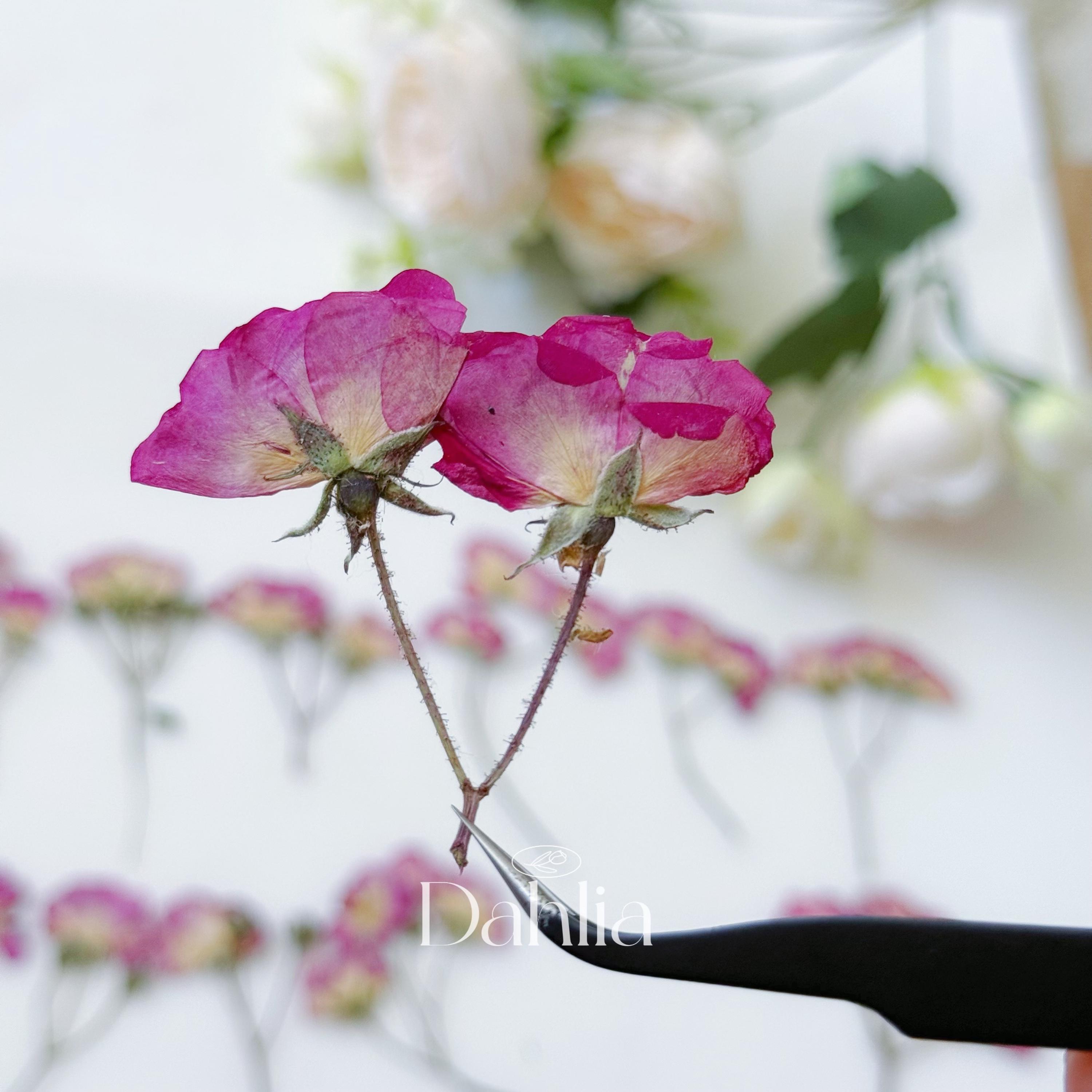 Pressed Mini Rose Flowers With Stems: Resin Art, Scrapbooking (12pcs ...