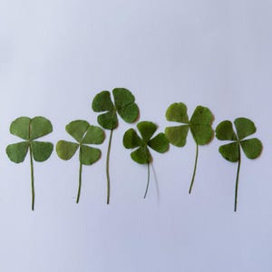 Può includere: Sei quadrifogli verdi disposti in fila su sfondo bianco. I quadrifogli hanno steli lunghi e sottili e sono di un colore verde vibrante. L'immagine è un primo piano, che evidenzia i dettagli delle foglie.
