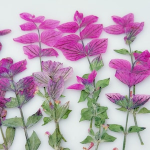 May include: A close-up shot of pressed flowers, featuring stems with magenta leaves and green foliage. The leaves display detailed veining, set against a white backdrop. The image showcases the natural beauty and intricate details of the botanical specimens, highlighting their delicate structure.
