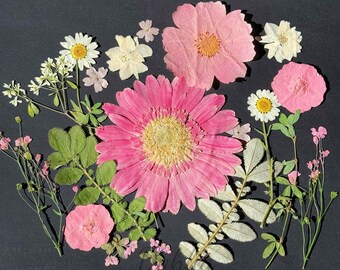 Op de afbeelding: Een verzameling geperste bloemen en bladeren, waaronder een grote roze gerbera, een roze roos, witte madeliefjes en verschillende groene bladeren.