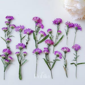 Puede incluir: Vista aérea de varias flores de aster moradas con tallos y hojas verdes, dispuestas sobre un fondo blanco. La imagen incluye la palabra "Dahlia" en una fuente de escritura. Las flores son de un morado vibrante.