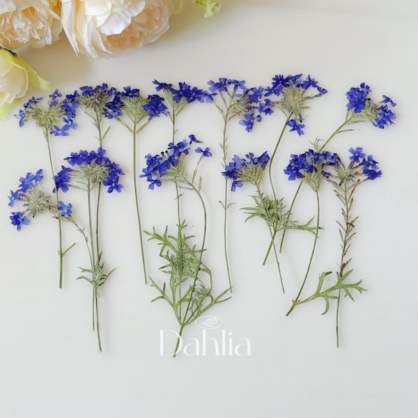 Pressed Purple Verbena Flowers: Dried Floral Art, Scrapbooking (12pcs)