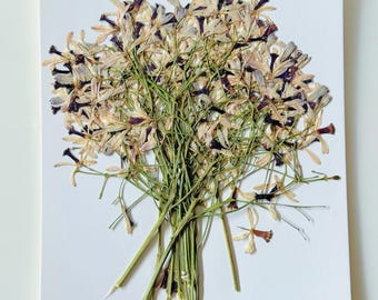 Dried Wild Flowers for Crafting, Resin Art, Framed Art, Card Making,Inedible(12pcs)