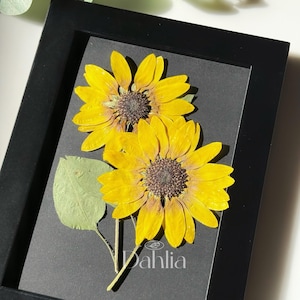 Puede incluir: Una obra de arte enmarcada con flores prensadas, que representa dos girasoles amarillos brillantes con centros marrones sobre un fondo negro, dentro de un marco negro. La palabra "Dahlia" está impresa en la parte inferior.