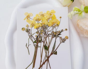 Flores silvestres amarelas secas prensadas para arte em resina, decoração de bolos, arte de parede emoldurada 12 peças