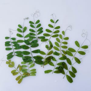 Puede incluir: Vista aérea de varias vides verdes y frondosas con hojas pequeñas y ovaladas. Las vides tienen delicados zarcillos rizados y están dispuestas sobre un fondo blanco. Las hojas varían en tonos de verde.