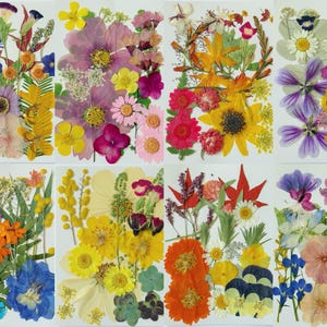 Puede incluir: Una colección de flores prensadas en varios colores, incluyendo morado, amarillo, naranja y rojo. Las flores están dispuestas sobre fondos blancos, mostrando una variedad de formas y tamaños. Ideal para manualidades o decoración.