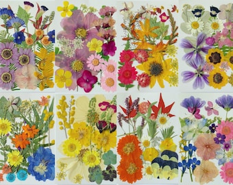 May include: A collection of pressed flowers in various colors, including purple, yellow, orange, and red. The flowers are arranged on white backgrounds, showcasing a variety of shapes and sizes. Ideal for crafting or decorative purposes.