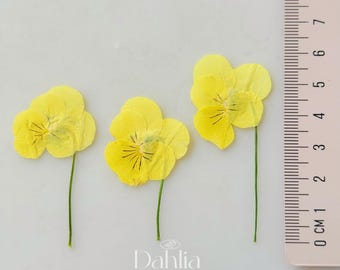 Flores de amor-perfeito secas e prensadas: artesanato, arte em resina, scrapbooking - 12 unidades
