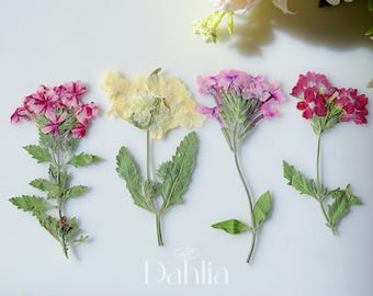 Flores de verbena secas com hastes: flores prensadas coloridas para arte em resina e artesanato (12 unidades)