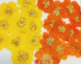 Dried Pressed Cosmos Flowers: Colorful Resin Art Supplies, Scrapbooking (12pcs)