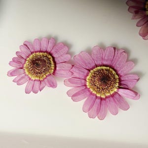 May include: Two pink daisy-like flowers with yellow and brown centers are displayed against a white background. The petals are a soft pink hue, and the centers have a textured, detailed appearance. The flowers are likely dried or pressed.
