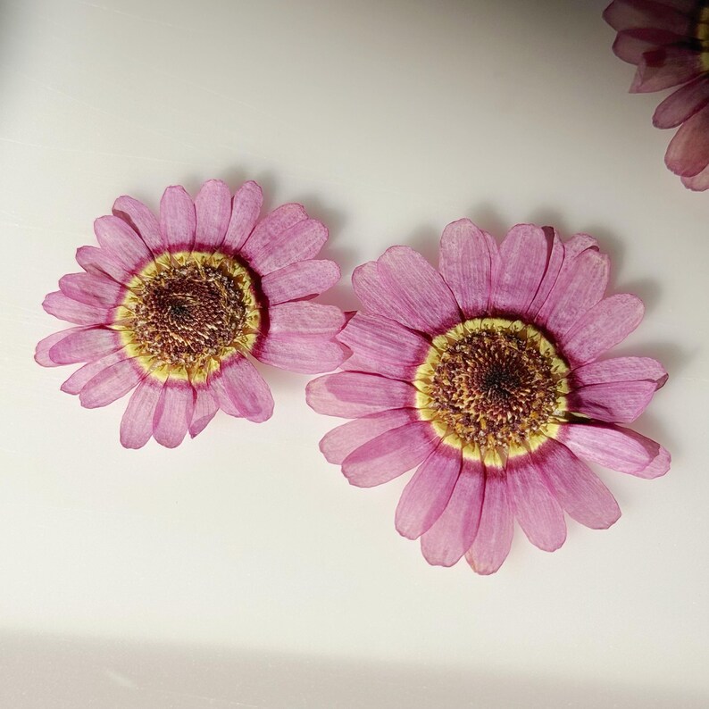 May include: Two pink daisy-like flowers with yellow and brown centers are displayed against a white background. The petals are a soft pink hue, and the centers have a textured, detailed appearance. The flowers are likely dried or pressed.