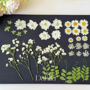 May include: Assortment of dried white flowers and green leaves on a black background. The flowers include baby's breath, daisies, and other small white flowers. The leaves are green and have a delicate texture.
