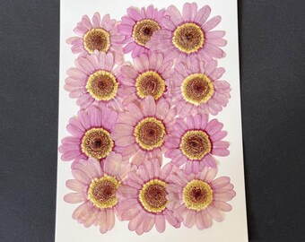 Flores de Margarida Prensadas: Artesanato Floral Seco Real, Arte em Resina (12 unidades)