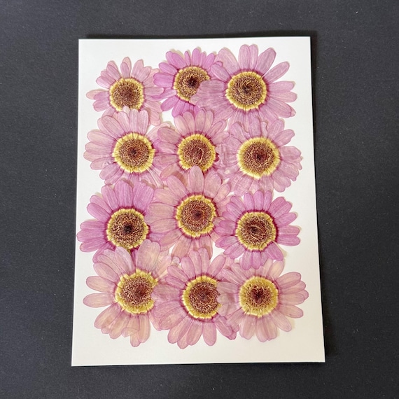 Pressed Marguerite Daisy Flowers: Real Dried Floral Crafting, Resin Art (12pcs)